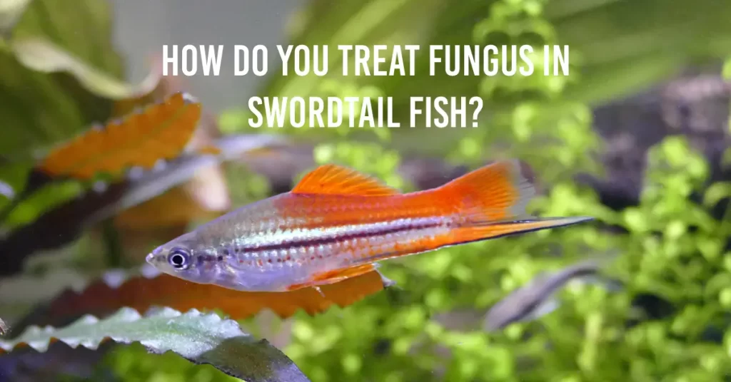 How Do You Treat Fungus In Swordtail Fish?
