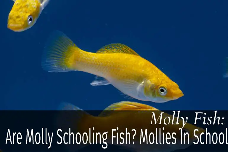 Are Molly Schooling Fish