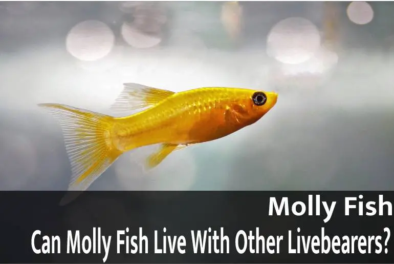Can Molly Fish Live With Other Livebearers