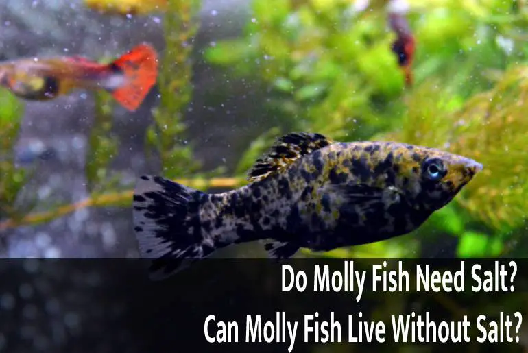 Do Molly Fish Need Salt