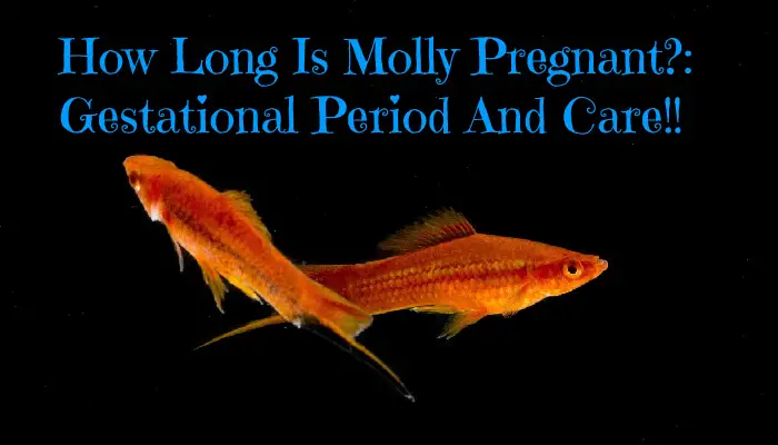 How Long Is Molly Pregnant?: Gestational Period And Care!!