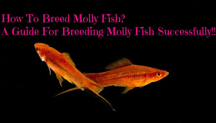 How To Breed Molly Fish? A Guide For Breeding Molly Fish Successfully!!