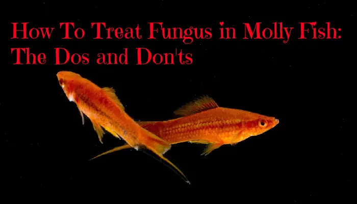 How To Treat Fungus in Molly Fish: The Dos and Don'ts