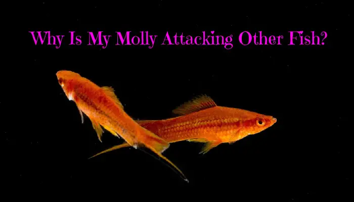 Why Is My Molly Attacking Other Fish?