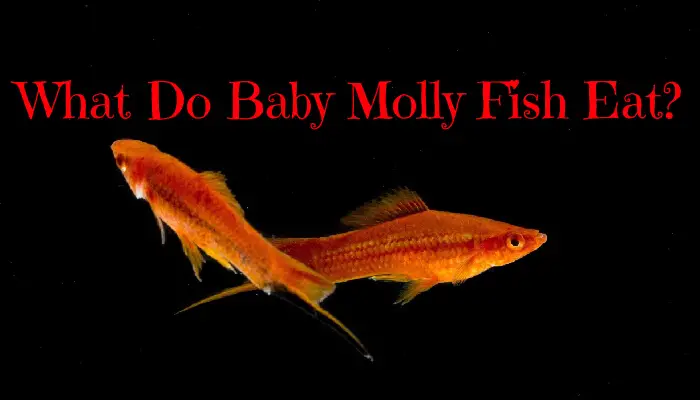 What Do Baby Molly Fish Eat?