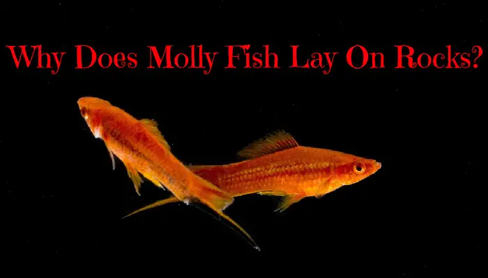 Why Does Molly Fish Lay On Rocks?