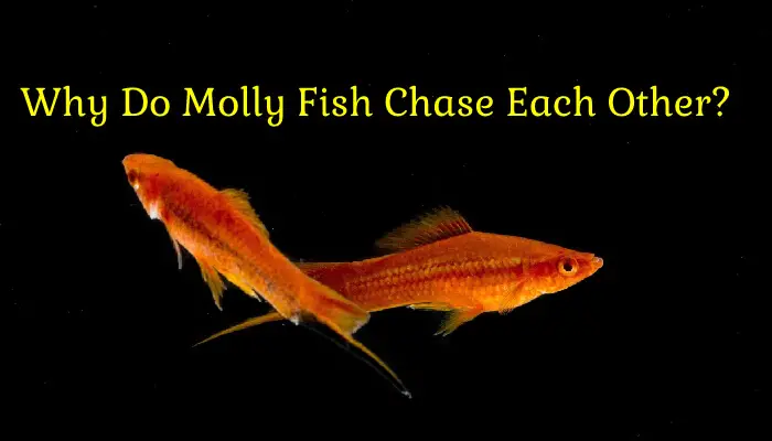 Why Do Molly Fish Chase Each Other?