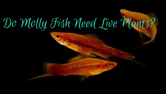 Do Molly Fish Need Live Plants?