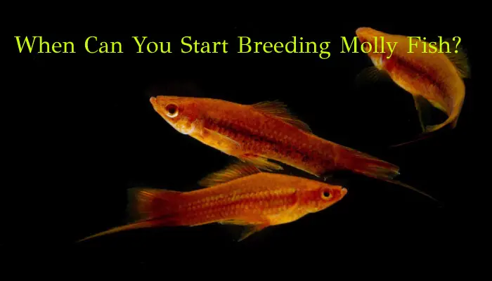 When Can You Start Breeding Molly Fish?
