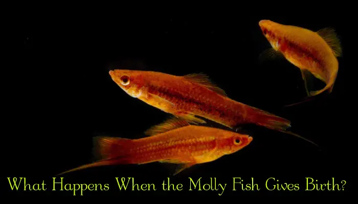 What Happens When the Molly Fish Gives Birth?