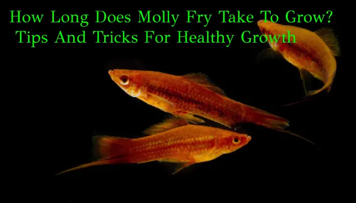 How Long Does Molly Fry Take To Grow? Tips And Tricks For Healthy Growth