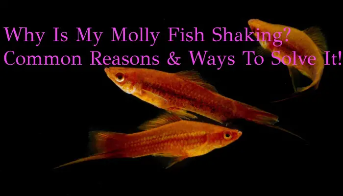 Why Is My Molly Fish Shaking? Common Reasons & Ways To Solve It!