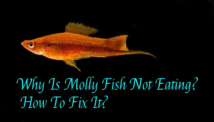 Why Is Molly Fish Not Eating? How To Fix It?