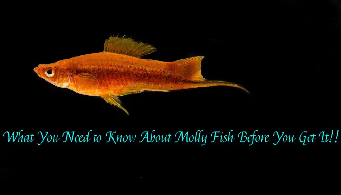 What You Need to Know About Molly Fish Before You Get It