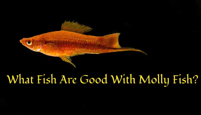 What Fish Are Good With Molly Fish?