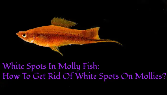 White Spots In Molly Fish: How To Get Rid Of White Spots On Mollies?