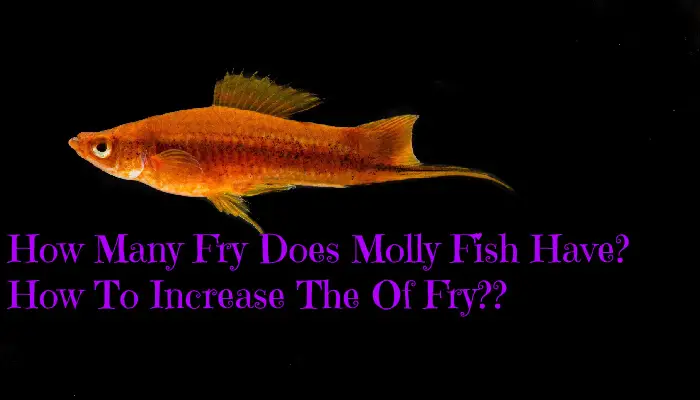 How Many Fry Does Molly Fish Have? How To Increase The Of Fry??