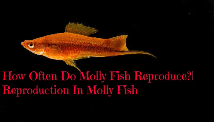 How Often Do Molly Fish Reproduce?| Reproduction In Molly Fish