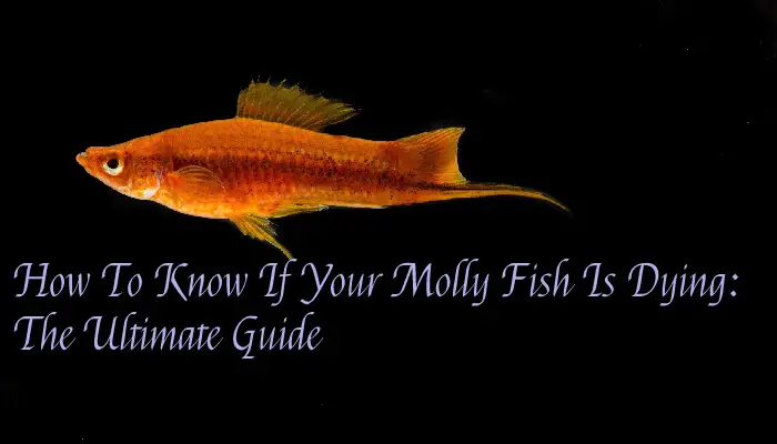 How To Know If Your Molly Fish Is Dying: The Ultimate Guide