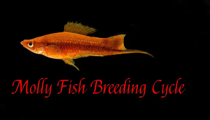 The Complete Guide to Molly Fish Breeding Cycle