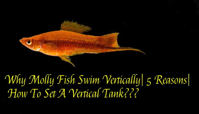 Why Molly Fish Swim Vertically| 5 Reasons| How To Set A Vertical Tank???