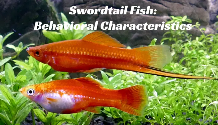 Swordtail Fish: Behavioral Characteristics
