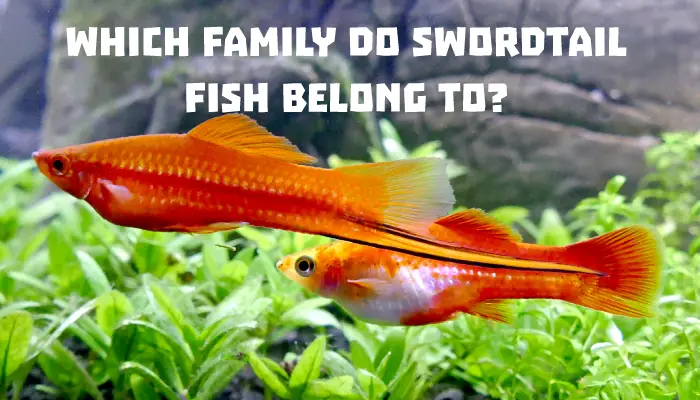 Which Family Do Swordtail Fish Belong To?