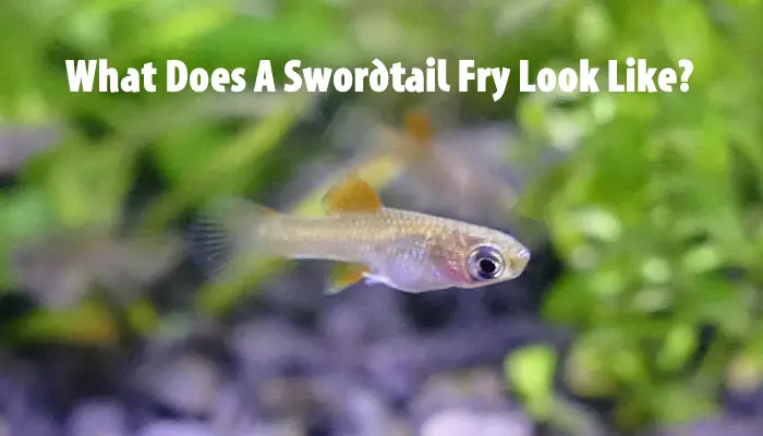 What Does A Swordtail Fry Look Like?