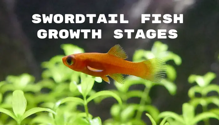 Swordtail Fish Growth Stages