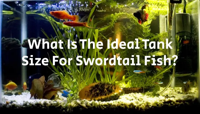 What Is The Ideal Tank Size For Swordtail Fish?