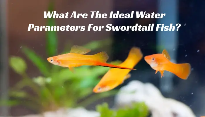 What Are The Ideal Water Parameters For Swordtail Fish?