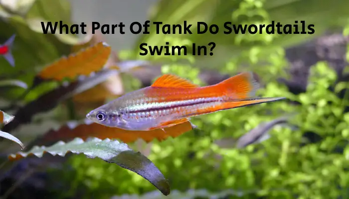 What Part Of Tank Do Swordtails Swim In?