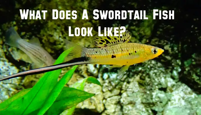What Does A Swordtail Fish Look Like?
