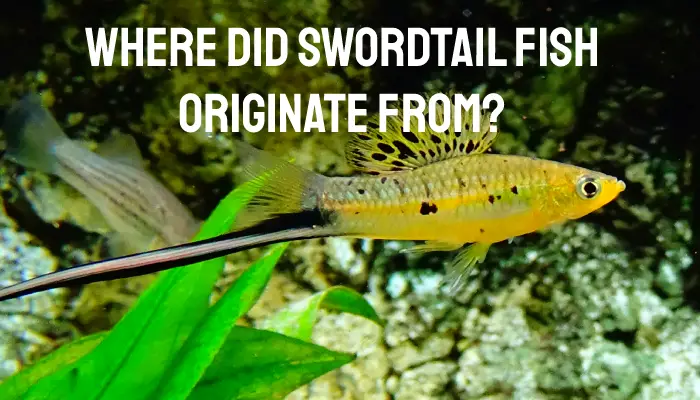 Where Did Swordtail Fish Originate From?