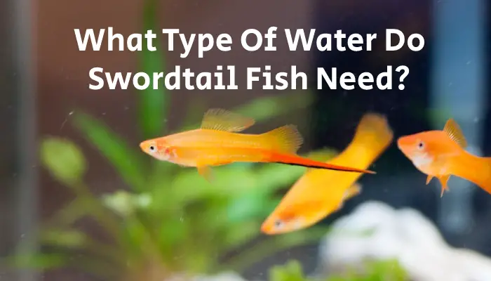 What Type Of Water Do Swordtail Fish Need?