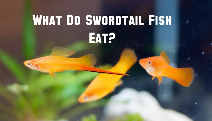 What Do Swordtail Fish Eat?