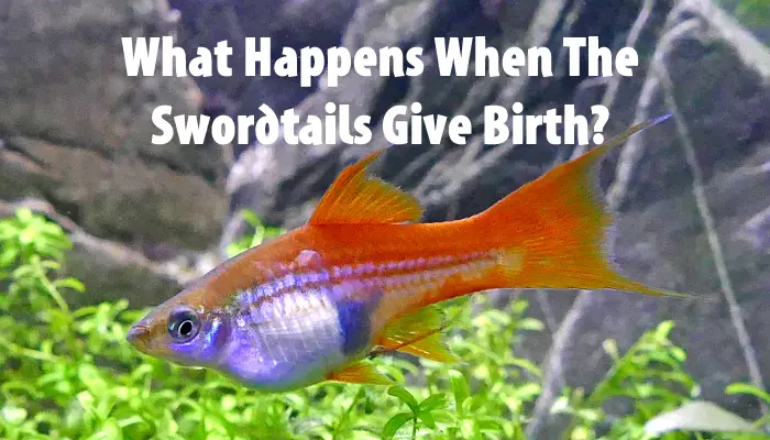What Happens When The Swordtails Give Birth?