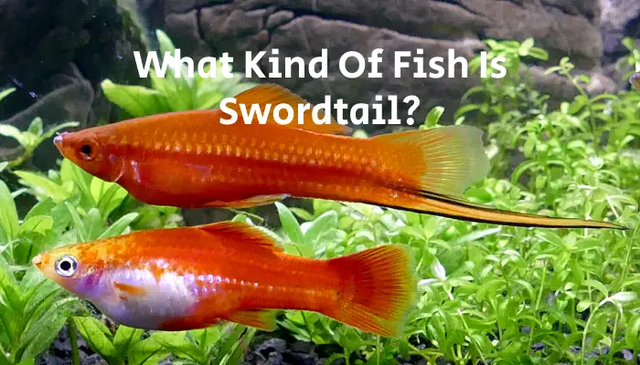 What Kind Of Fish Is Swordtail?