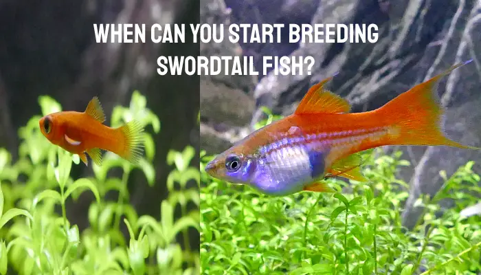 When Can You Start Breeding Swordtail Fish?