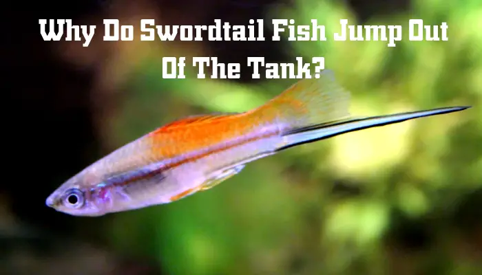 Why Do Swordtail Fish Jump Out Of The Tank?