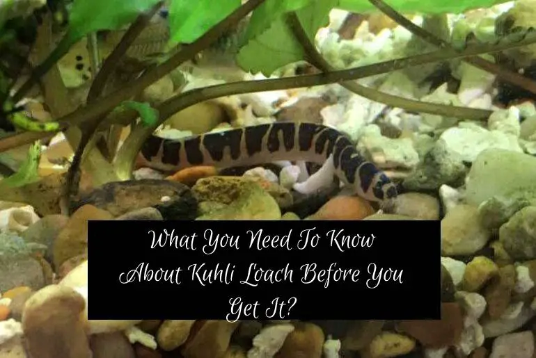 need to know about kuhli loach