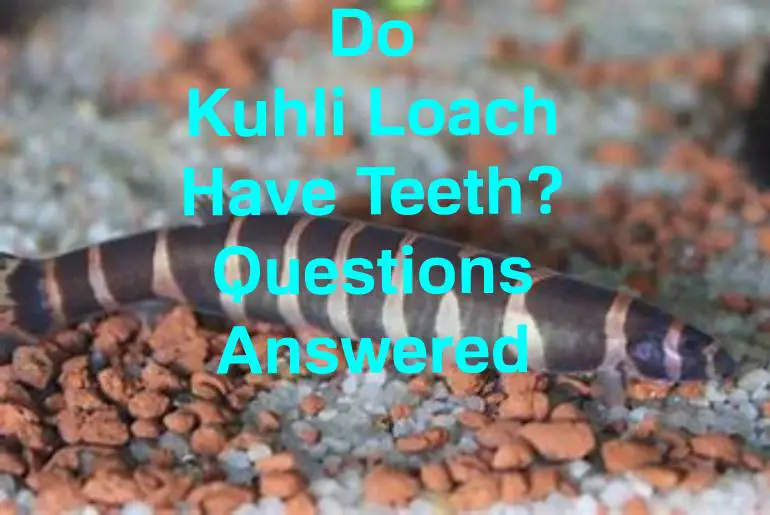 kuhli loach have teeth