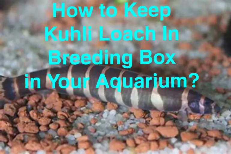 kuhli loach in breeding box