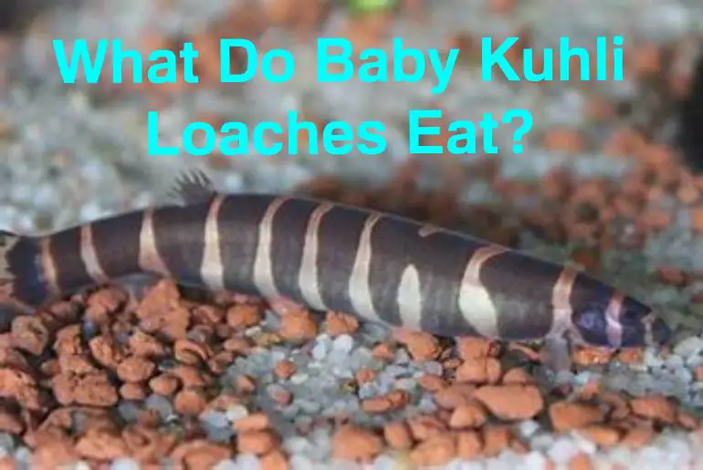 baby kuhli loaches eat