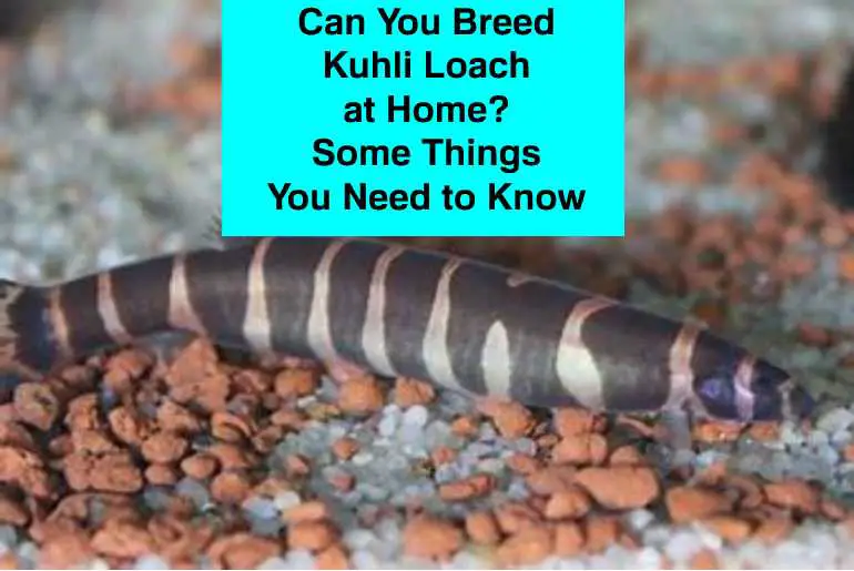 Can You Breed Kuhli Loach at Home