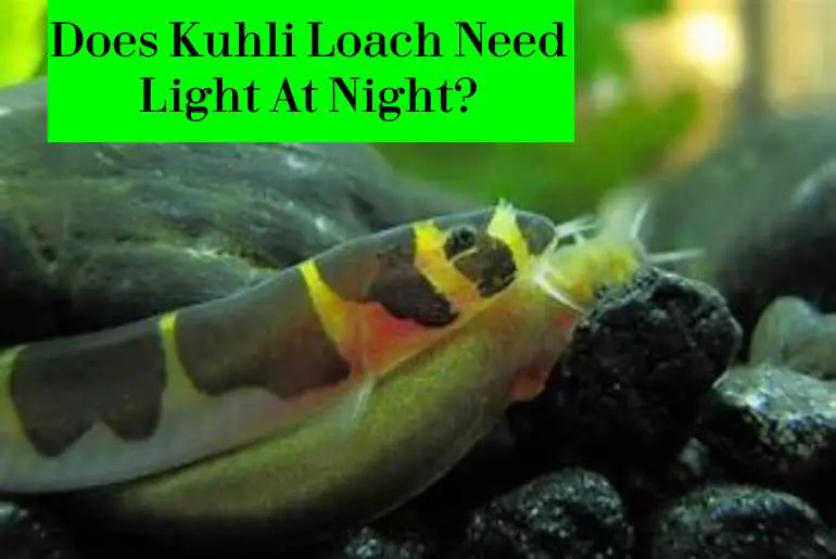 kuhli loach fry need light at night