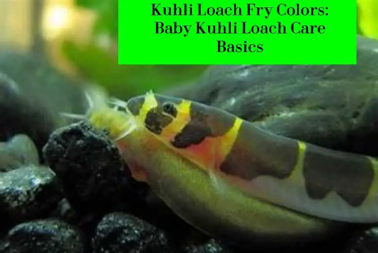 kuhli loach fry colors