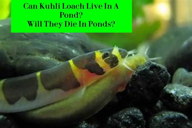 kuhli loach live in ponds