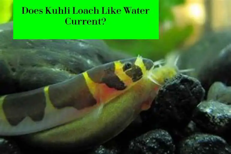 Kuhli loach like water current