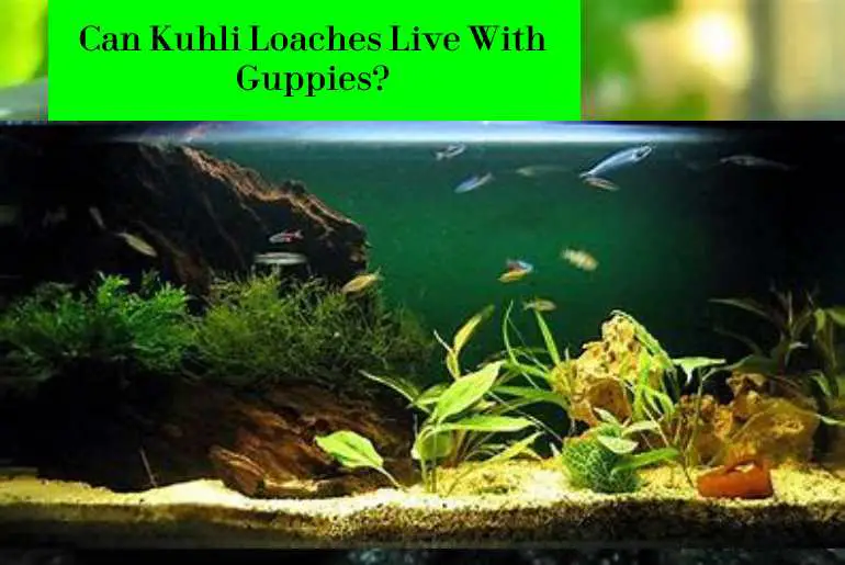 kuh;i loaches live with guppies